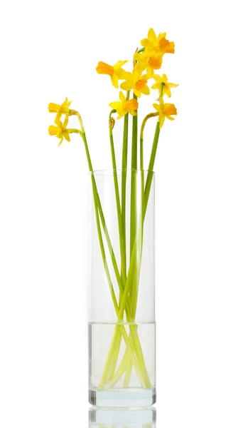Beautiful yellow daffodils in transparent vase isolated on white — Stock Photo, Image