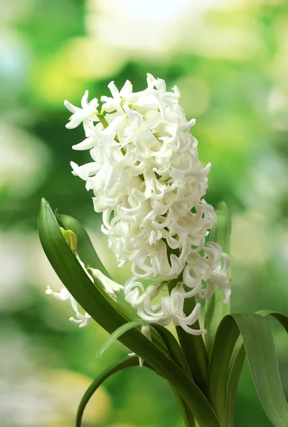 Piękny biały hiacynt w ogrodzie — Zdjęcie stockowe