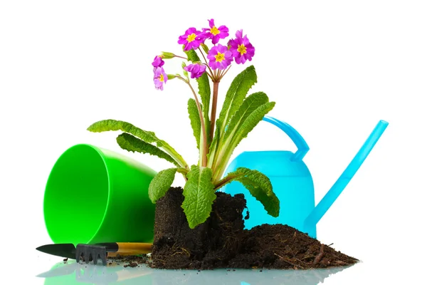 Beautiful purple primrose, soil, watering can and tools isolated on white — Stock Photo, Image