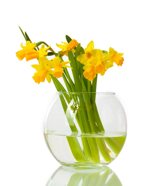 Vackra gula påskliljor i transparent vas isolerad på vit — Stockfoto
