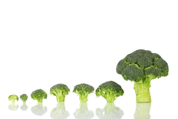 Frischer Brokkoli in Linie isoliert auf weiß — Stockfoto