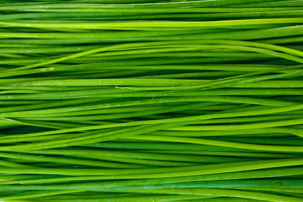 Vacker grön lök gräslök närbild — Stockfoto