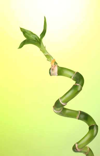 Beautiful bamboo on green background isolated on white — Stock Photo, Image