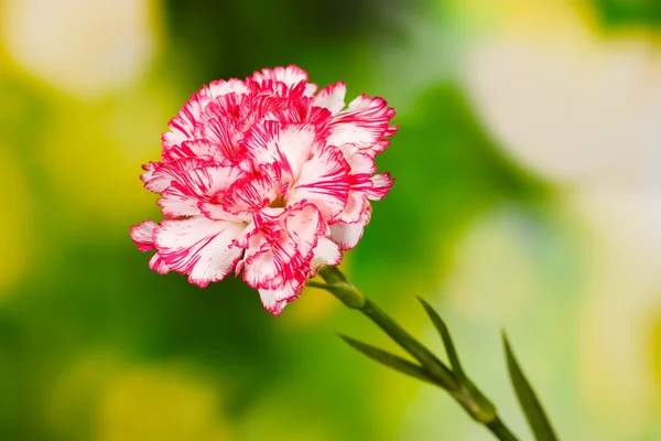 Beautiful carnation on green background — Stock Photo, Image