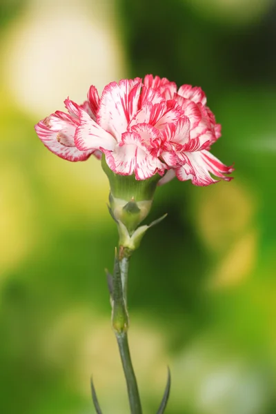 stock image Beautiful carnation on green background