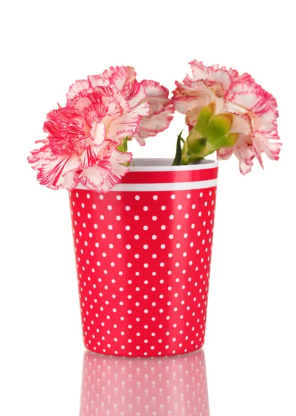 Beautiful carnations in red cup isolated on white — Stock Photo, Image