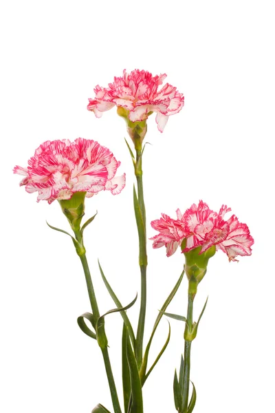 Hermosos claveles aislados en blanco — Foto de Stock