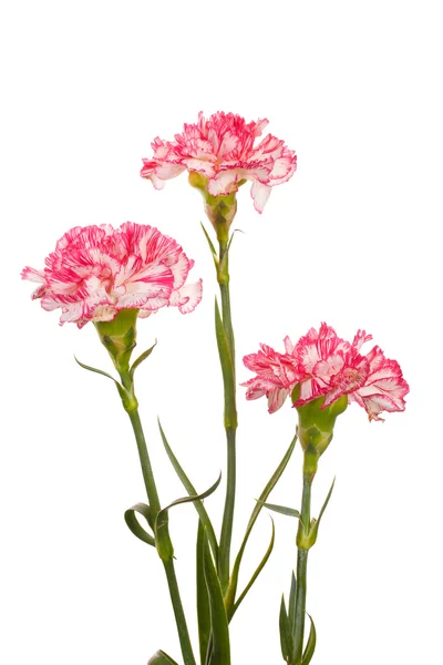 stock image Beautiful carnations isolated on white