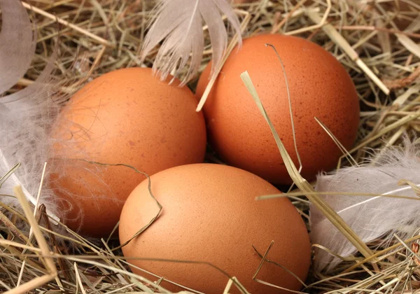 Κοτόπουλο αυγά σε μια φωλιά σε ξύλινα φόντο — Φωτογραφία Αρχείου