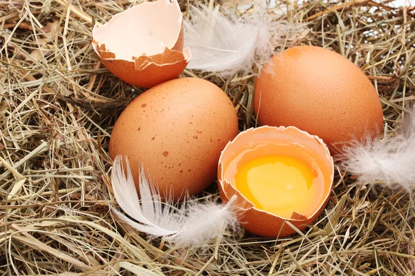 鶏の卵の巣のクローズ アップ — ストック写真