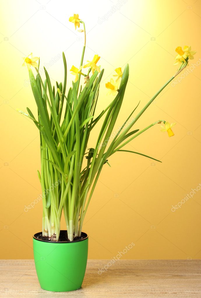 Beautiful yellow daffodils in a flowerpot on wooden table on yellow backgro