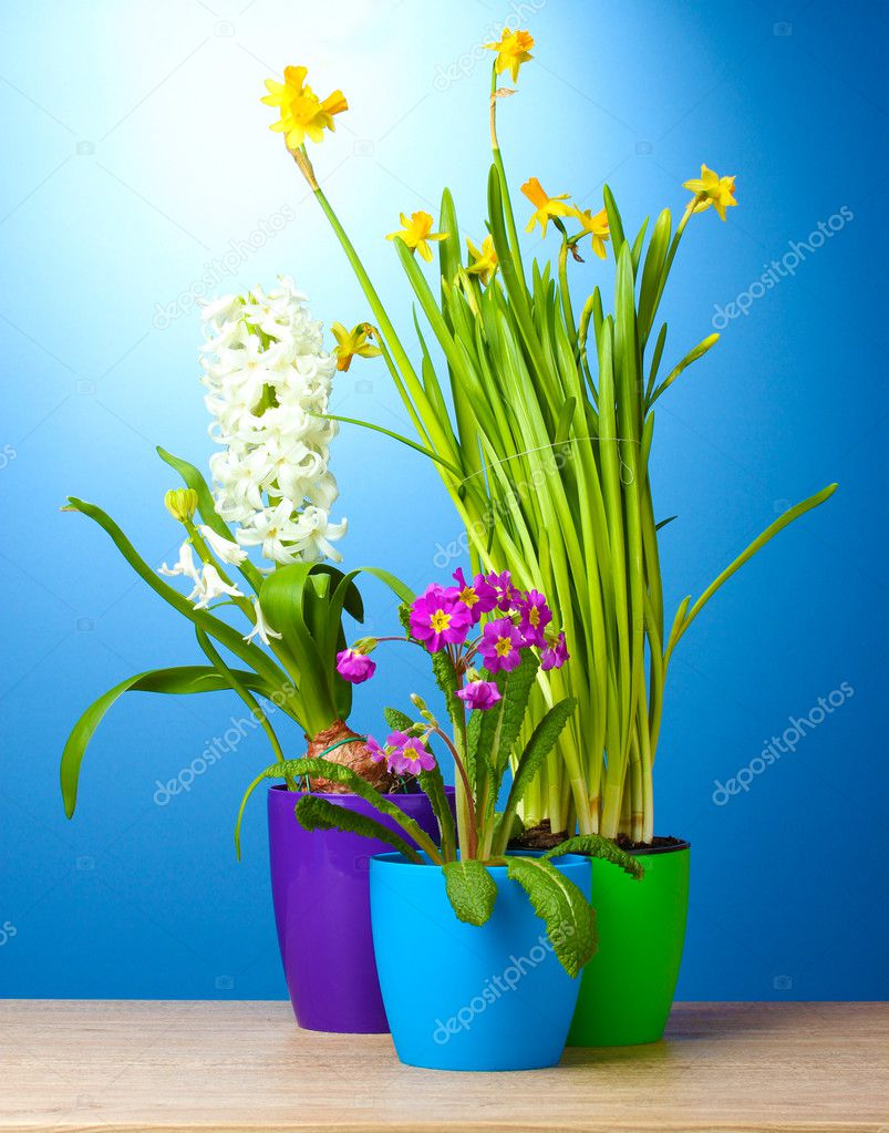 Beautiful spring flowers in pots on wooden table on blue background