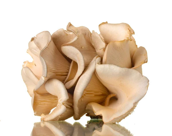 在白色上分离的牡蛎蘑菇 — 图库照片