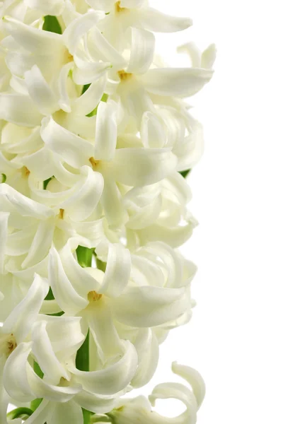 Bellissimo giacinto bianco isolato su bianco — Foto Stock