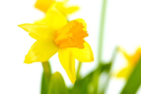 stock image Beautiful yellow daffodils isolated on white