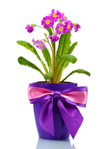 Красивая фиолетовая первоцвет в цветочном горшке изолированы на белом — стоковое фото