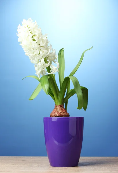 Beautiful white hyacinth in purple flowerpot on wooden table on blue backgr — Stock Photo, Image