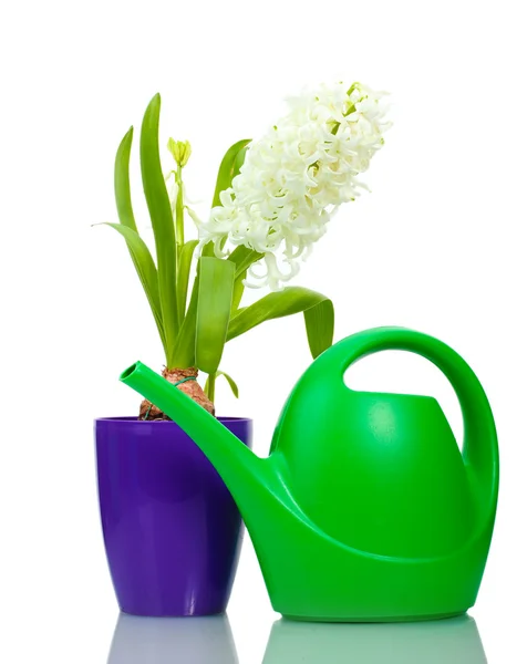 Bellissimo giacinto bianco in vaso da fiori viola e annaffiatoio isolato su w — Foto Stock