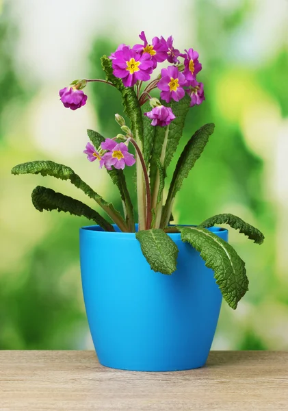 Beautiful purple primrose in a flowerpot on wooden table on green backgroun — Stock Photo, Image