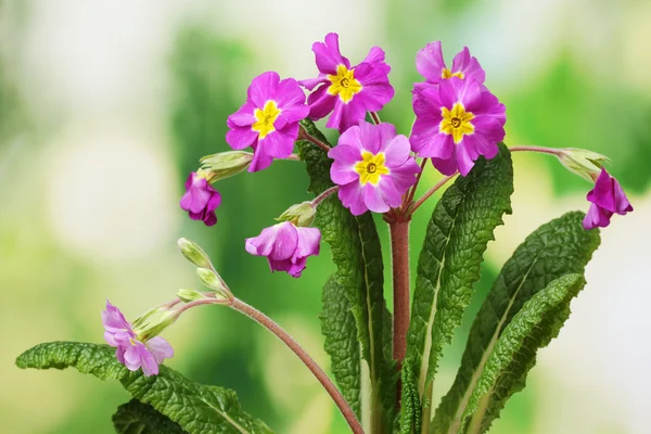 Gyönyörű lila primrose zöld háttér — Stock Fotó
