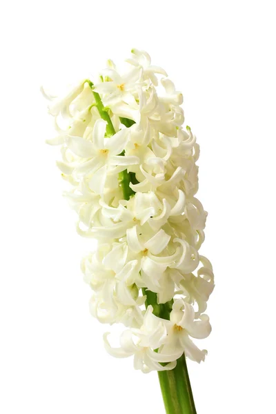 Gyönyörű fehér Jácint elszigetelt fehér — Stock Fotó