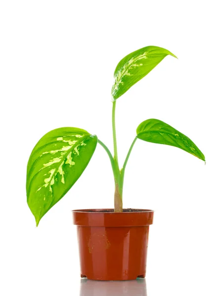 stock image Beautiful Dieffenbachia in flowerpot isolated on white