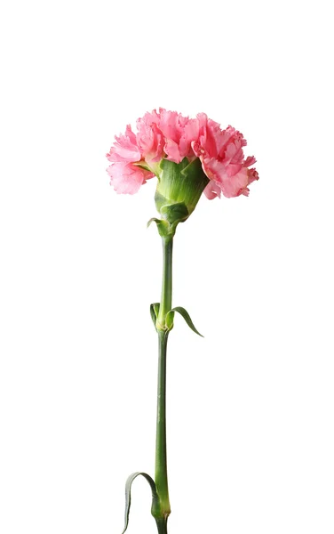Cravo rosa isolado em branco — Fotografia de Stock