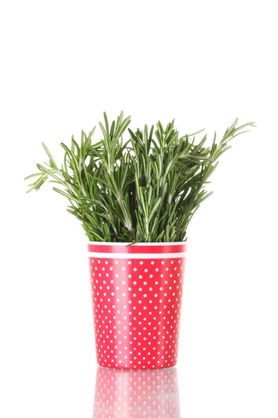 Fresh green rosemary in red cup isolated on white — Stock Photo, Image