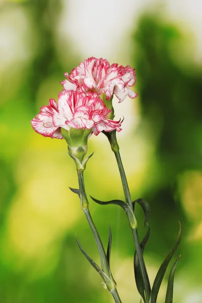 Beautiful carnations on green background — Stock Photo, Image