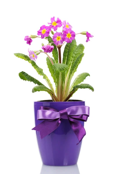 Beautiful purple primrose in a flowerpot isolated on white — Stock Photo, Image