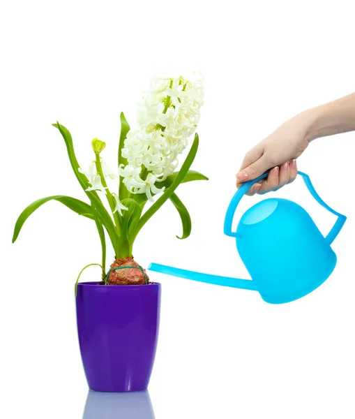 Krásný bílý Hyacint ve fialové květináč a napájení mohou izolované na w — Stock fotografie