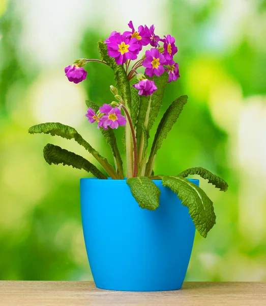 Schöne lila Primel im Blumentopf auf Holztisch auf grünem Hintergrund — Stockfoto