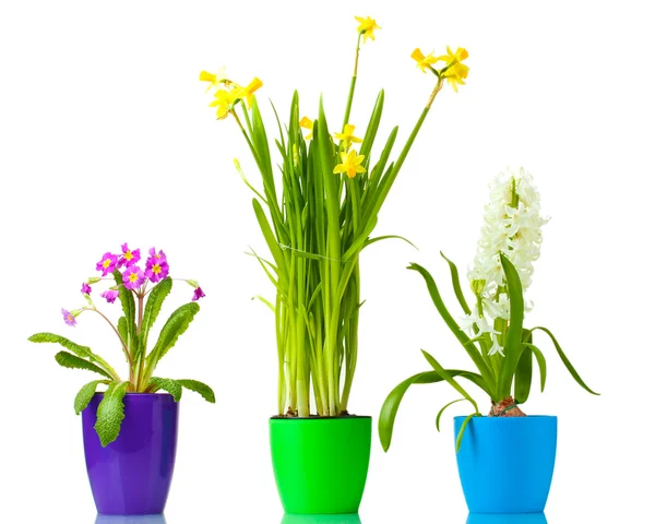 Belas flores de primavera em vasos isolados em branco — Fotografia de Stock