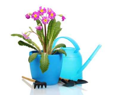 bir saksı, Bahçe aletleri ve sulama olabilir ISO güzel mor çuha çiçeği