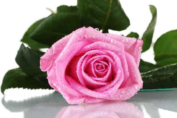 ピンクのバラは白で隔離され — ストック写真