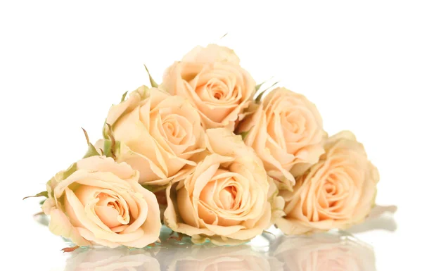 Många rosor på vit bakgrund — Stockfoto