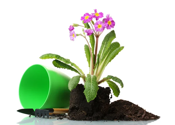 Gyönyörű lila kankalin, a talaj és az elszigetelt fehér eszközök — Stock Fotó