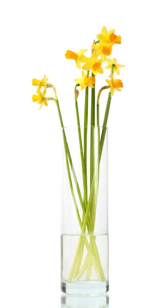 Piękne żółte żonkile w przezroczyste wazy na białym tle — Zdjęcie stockowe