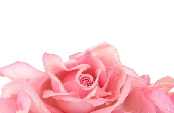 Trandafir roz izolat pe alb — Fotografie, imagine de stoc