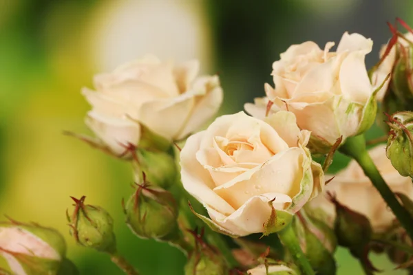 Όμορφα μικρά τριαντάφυλλα σε πράσινο φόντο — Φωτογραφία Αρχείου