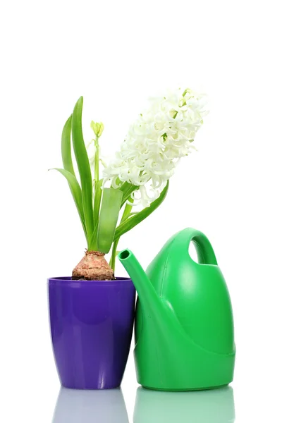 Beautiful white hyacinth in purple flowerpot and watering can isolated on w — Stock Photo, Image