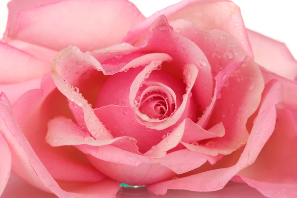 흰색에 고립된 분홍색 장미 — 스톡 사진