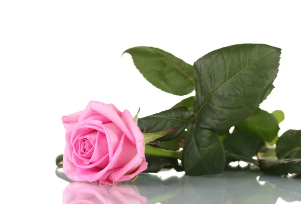 Rosa aislada sobre blanco — Foto de Stock