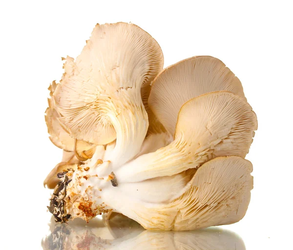 Funghi di ostrica isolati su bianco — Foto Stock