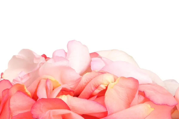 白で隔離される美しいピンクのバラの花びら — ストック写真