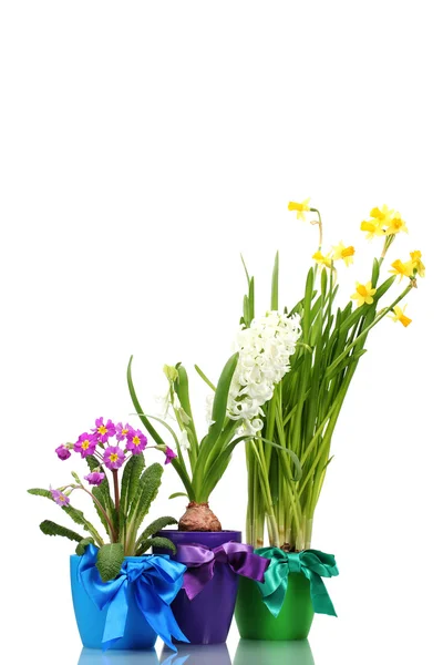 Beautiful spring flowers in pots isolated on white — Stock Photo, Image