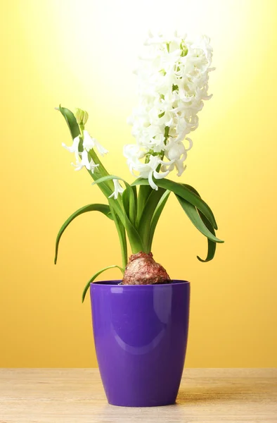 Mooie witte hyacint in paarse bloempot op houten tafel op gele achterzijde — Stockfoto