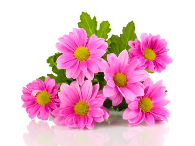 Pink chrysanthemum flowers isolated on white clipart