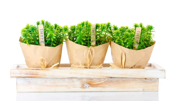 Thymianpflanzen in Töpfen mit schönem Papierdekor auf Holzständer isoliert auf weiß — Stockfoto