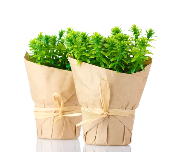 stock image Thyme herb plants in pots with beautiful paper decor isolated on white